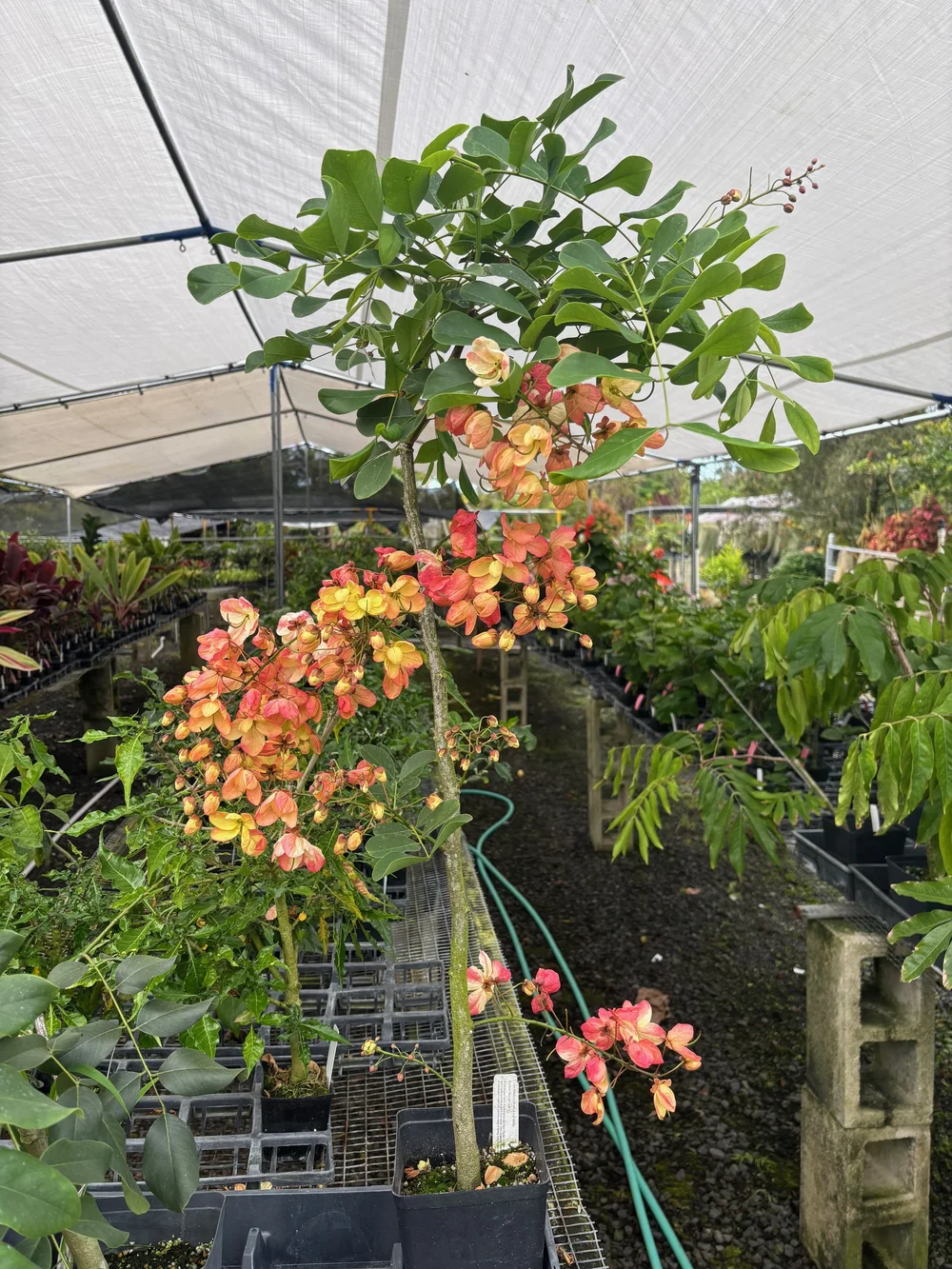 Cassia fistula x javanica x grandis — Vintage Green Farms with Tom